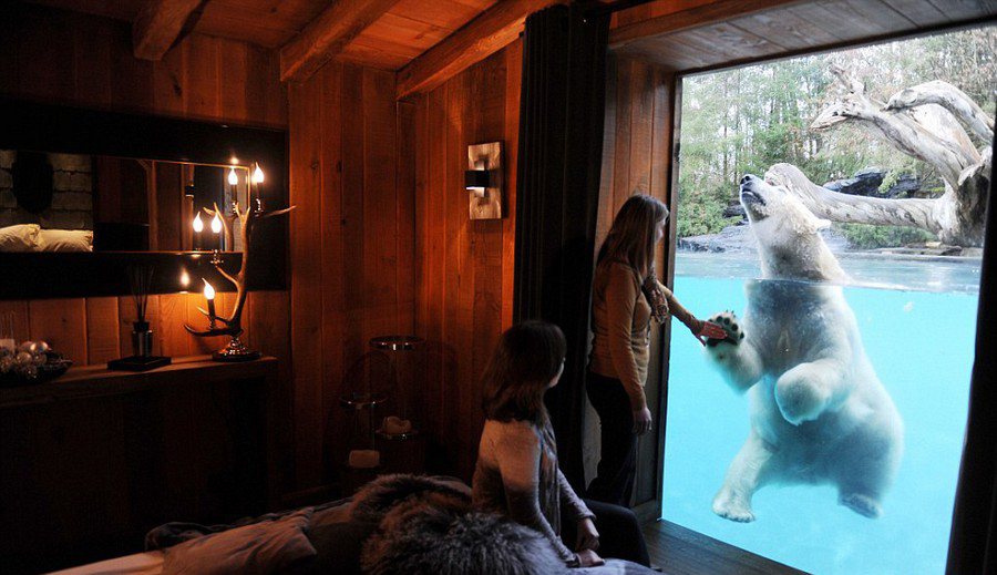 شب خود را در این هتل در کنار خرس قطبی بگذرانید